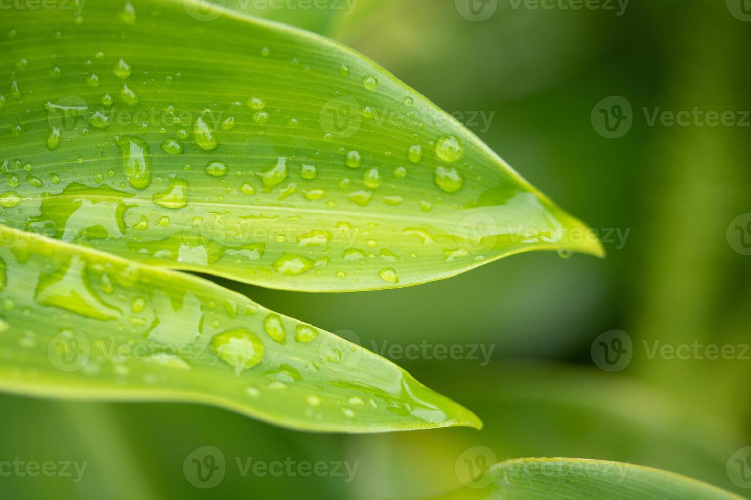 belle vue sur la nature feuille verte sur fond de verdure floue copie espace photo