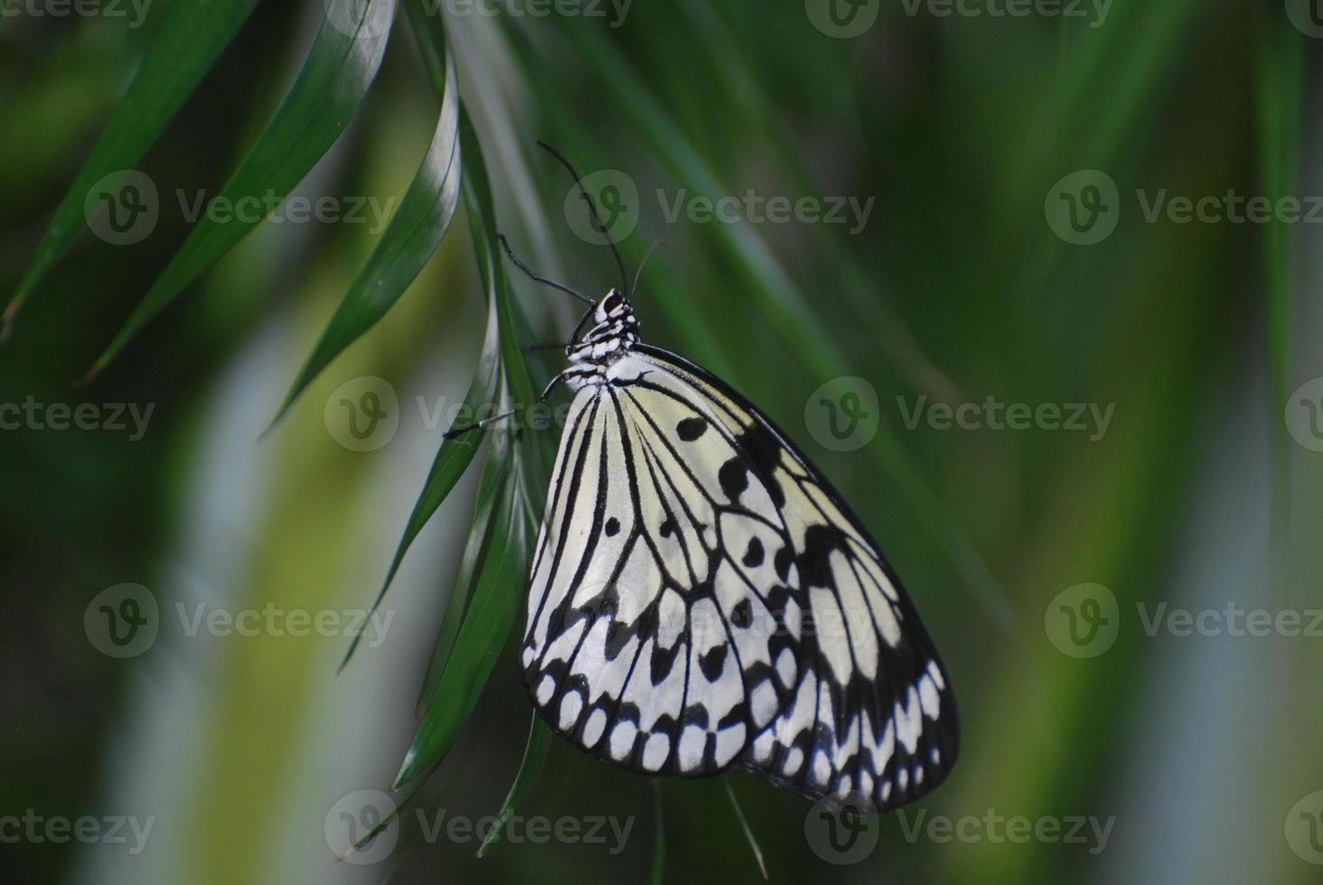 magnifique nymphe d'arbre blanc sur un feuillage vert photo