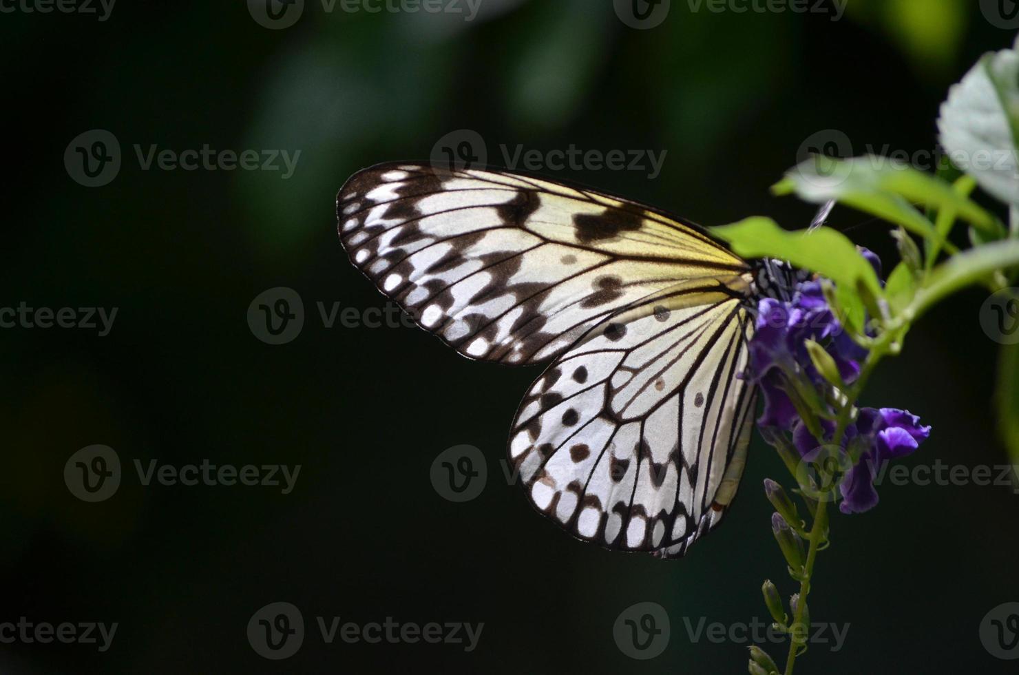 soleil qui brille à travers les ailes d'un papillon en papier de riz photo