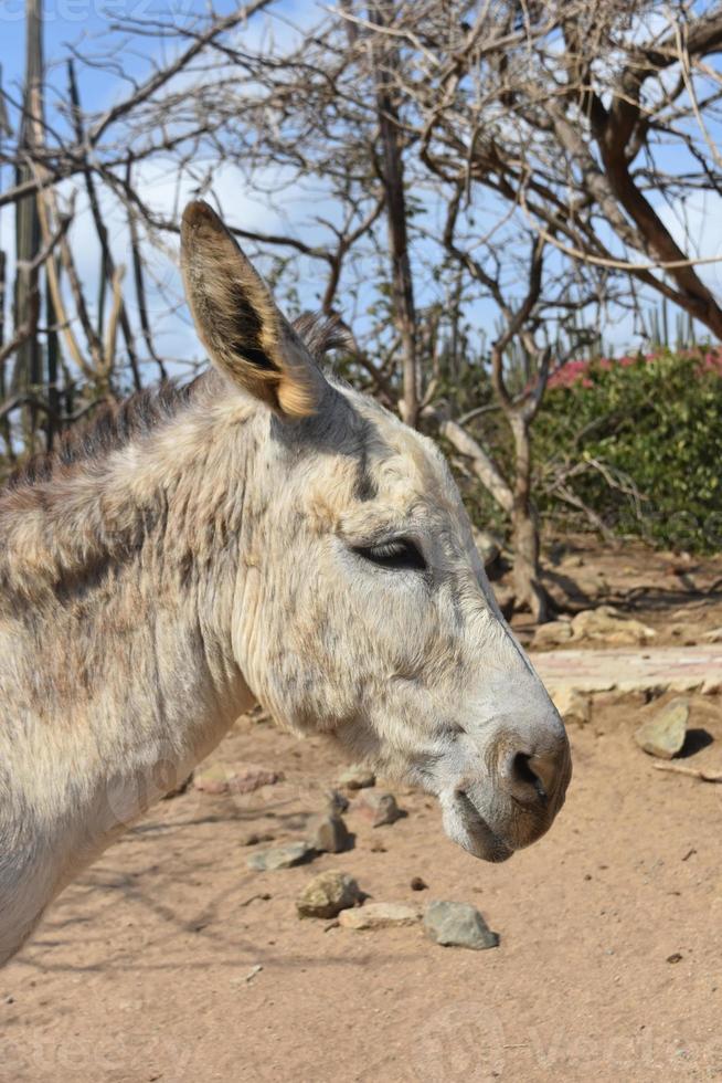 oreilles en arrière sur un âne sauvage d'Aruba photo