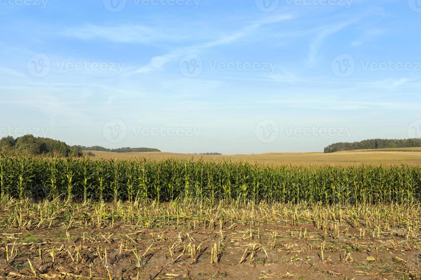 récolter le maïs, champ photo