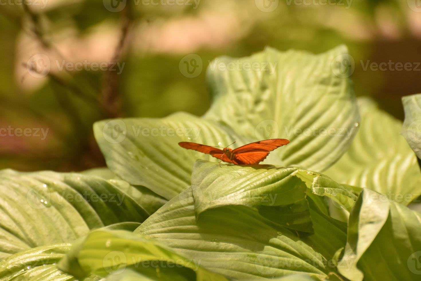 Captivant papillon de nuit orange julia sur feuilles vertes photo
