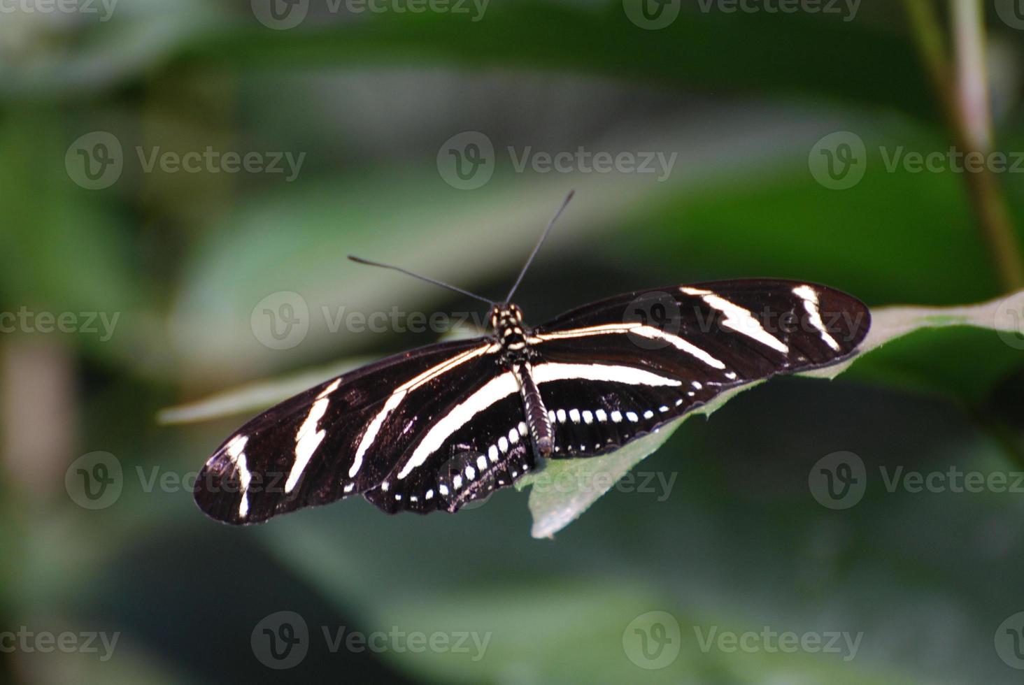 magnifique gros plan d'un papillon zèbre photo