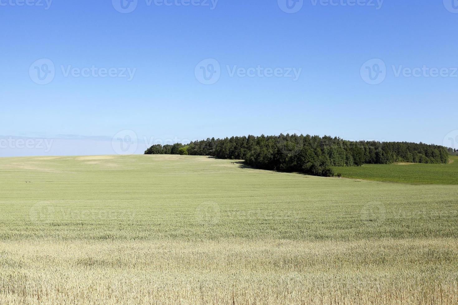 champ de céréales en été photo