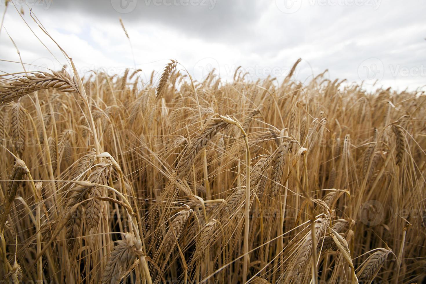 céréales de champs agricoles photo