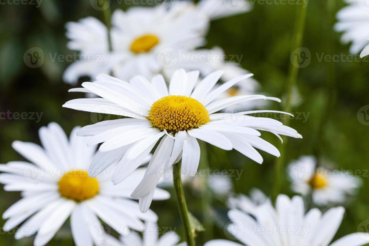 camomille blanche photo