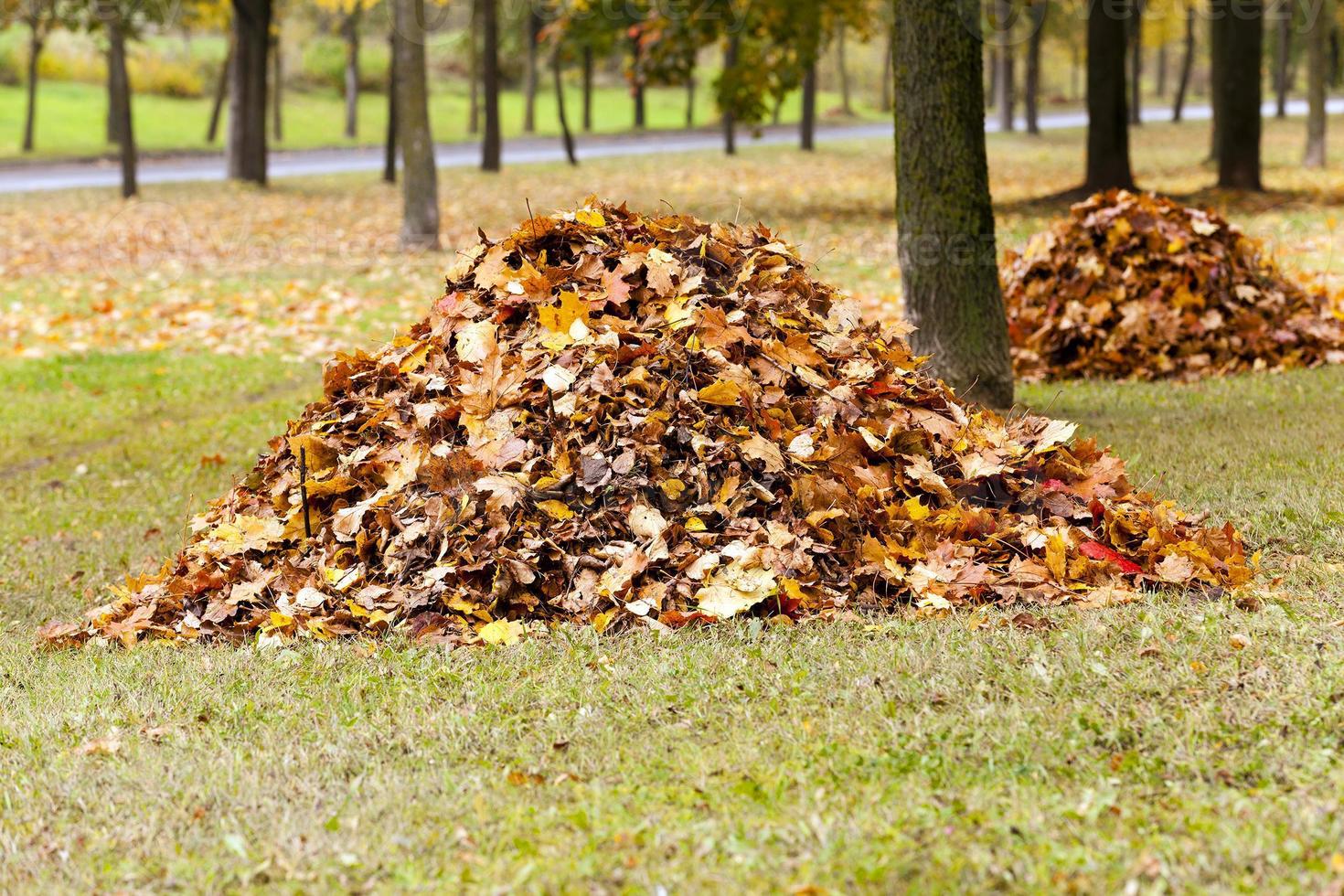 le feuillage tombé photo