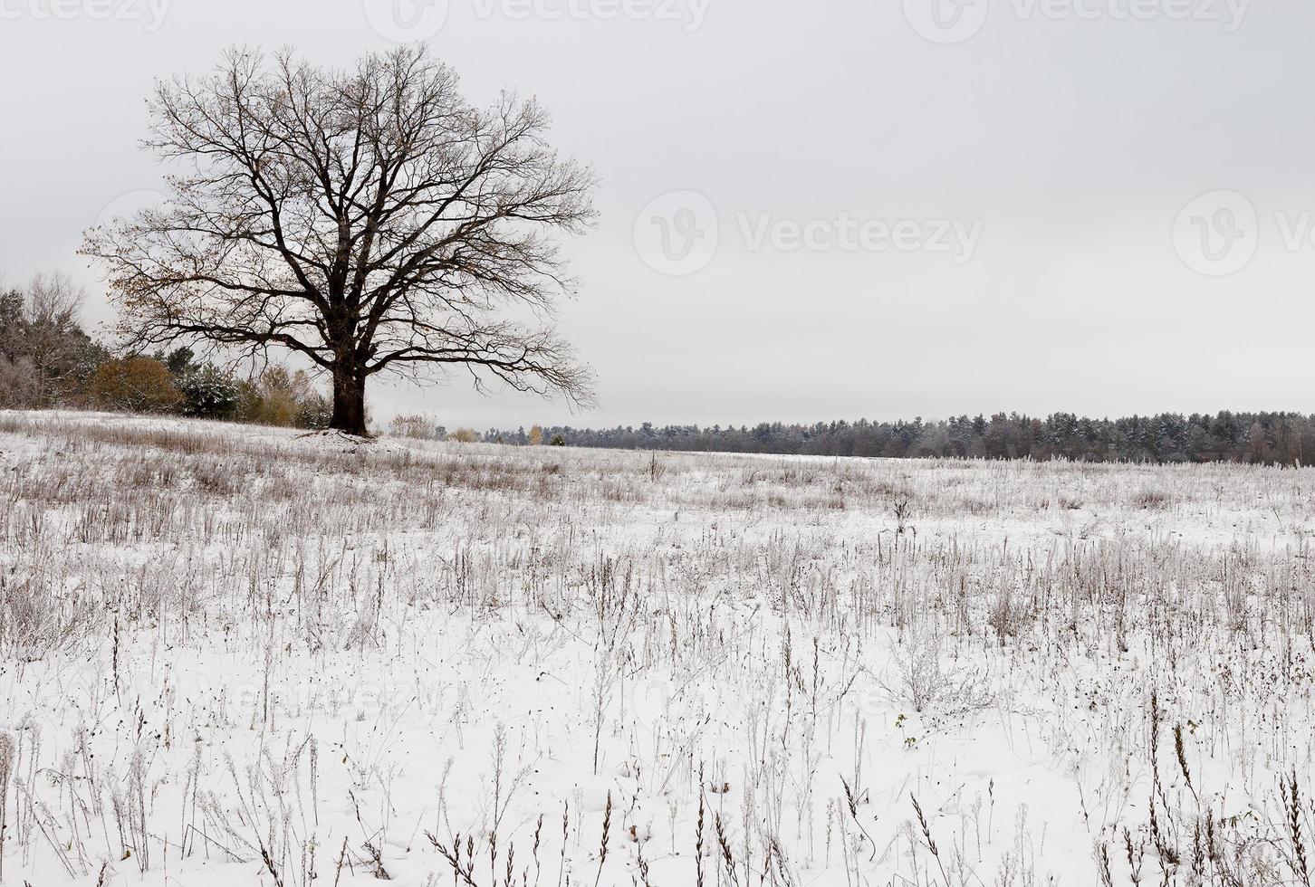 arbres en hiver photo