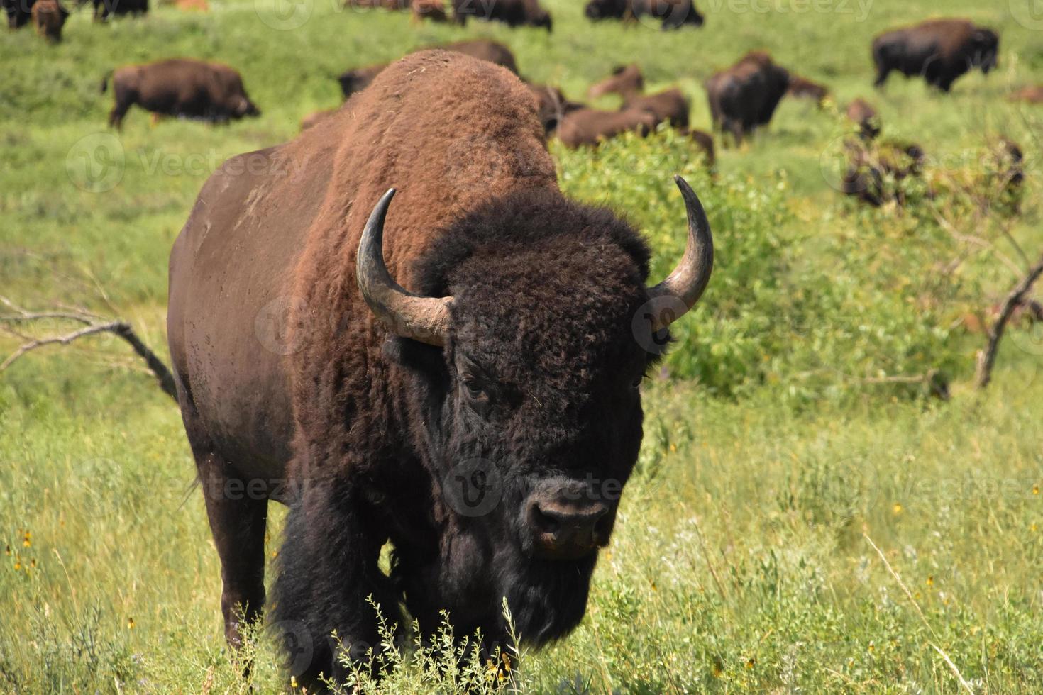 Buffalo avec un troupeau en arrière-plan dans le Dakota du Nord photo