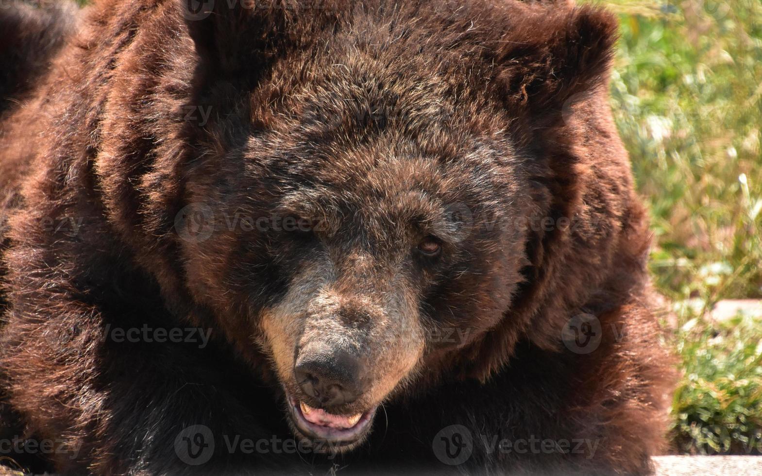 ours noir de près avec la bouche légèrement ouverte photo