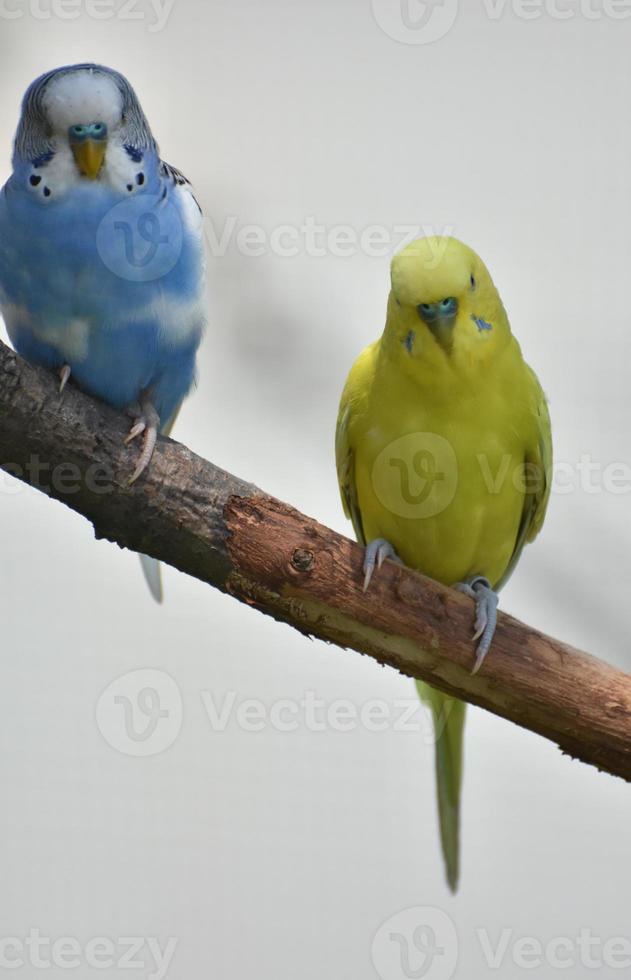 perruche commune jaune et bleue sur une branche d'arbre photo