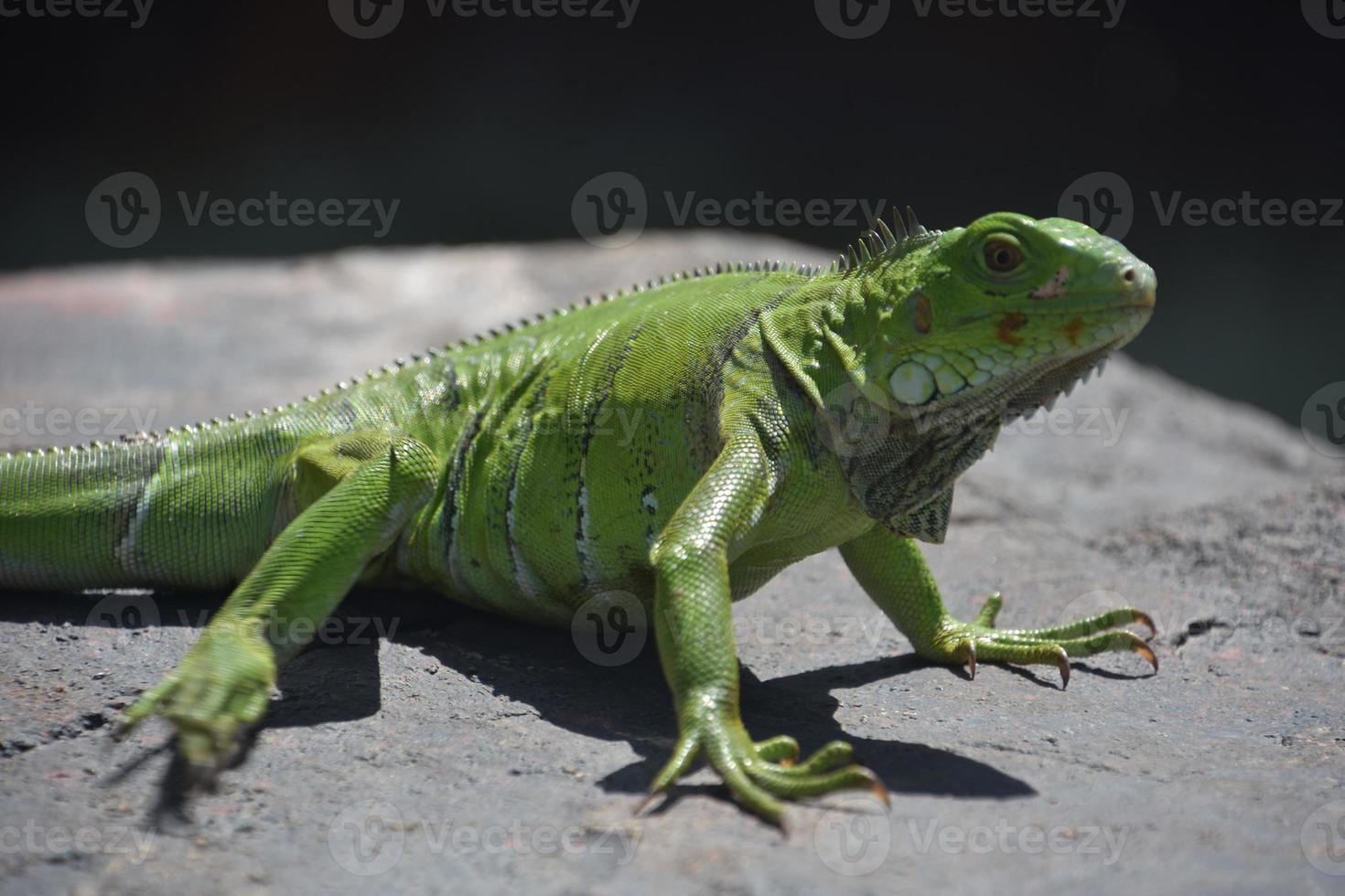 grand iguane vert écailleux sur un gros rocher photo