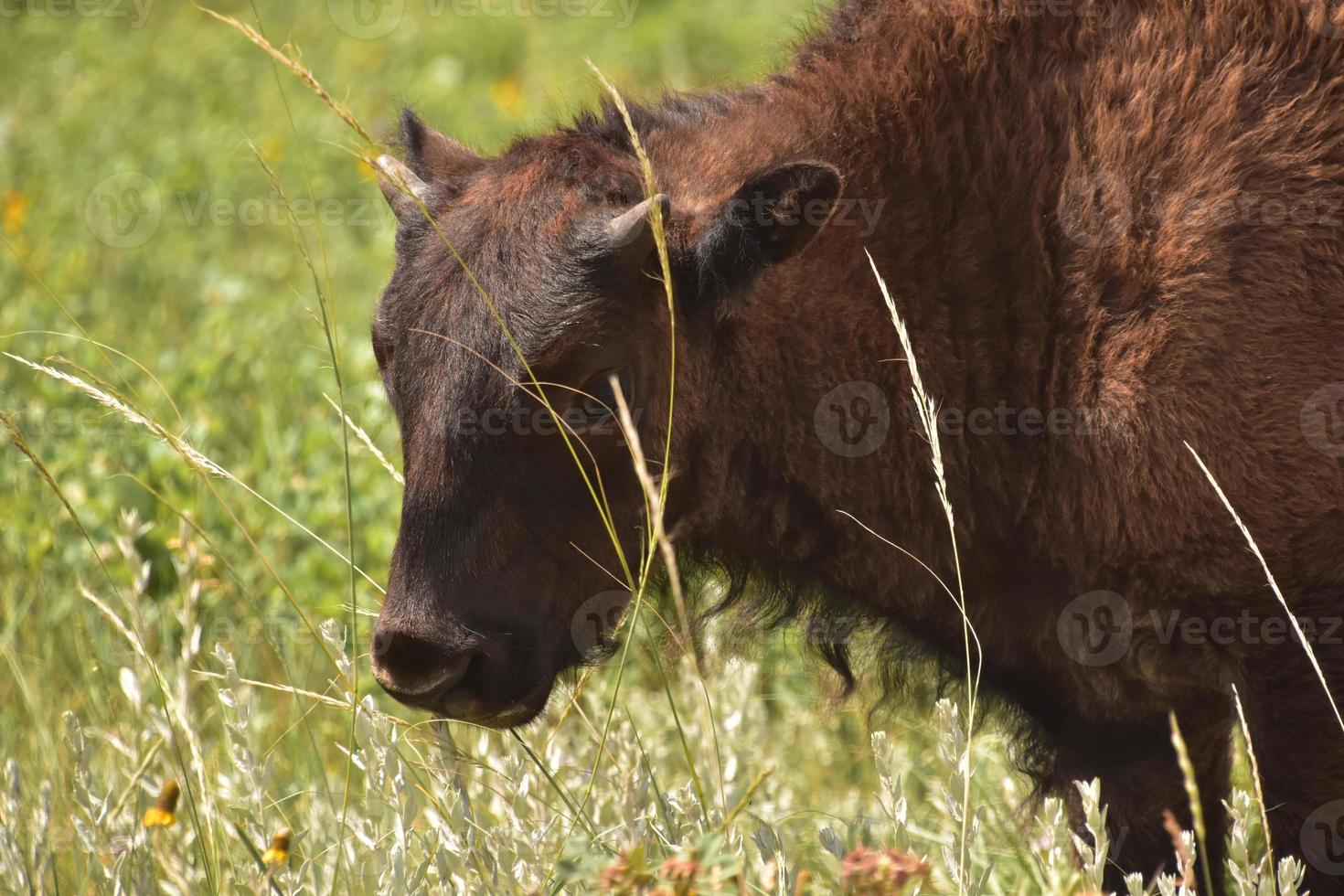 précieux veau de bison américain regardant à travers l'herbe photo