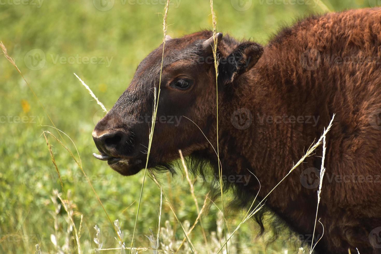 Jeune veau de bison léchant son nez dans l'herbe haute photo