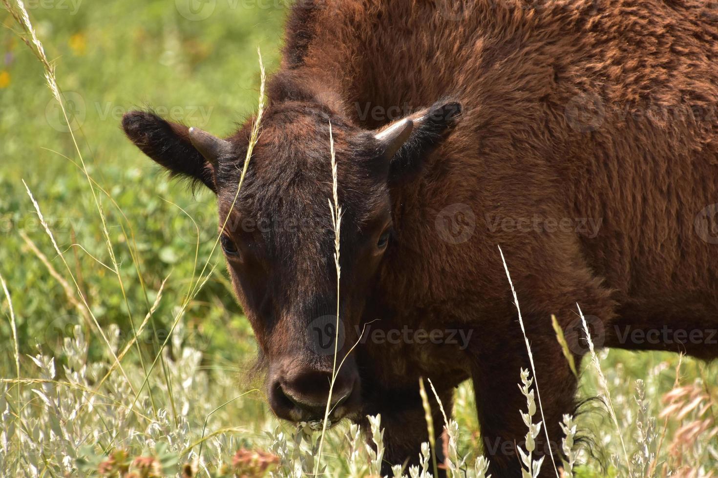 jeune buffle très doux avec la tête baissée photo