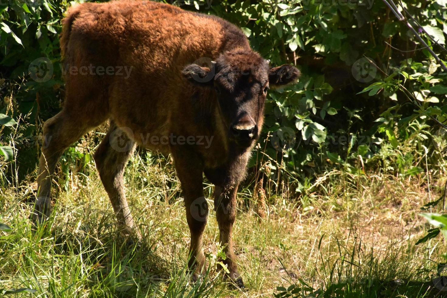 jeune veau de buffle américain dans un bosquet boisé photo