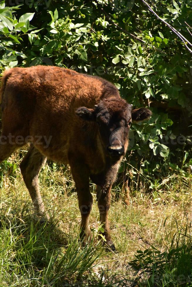 veau de bison curieux dans une zone boisée photo