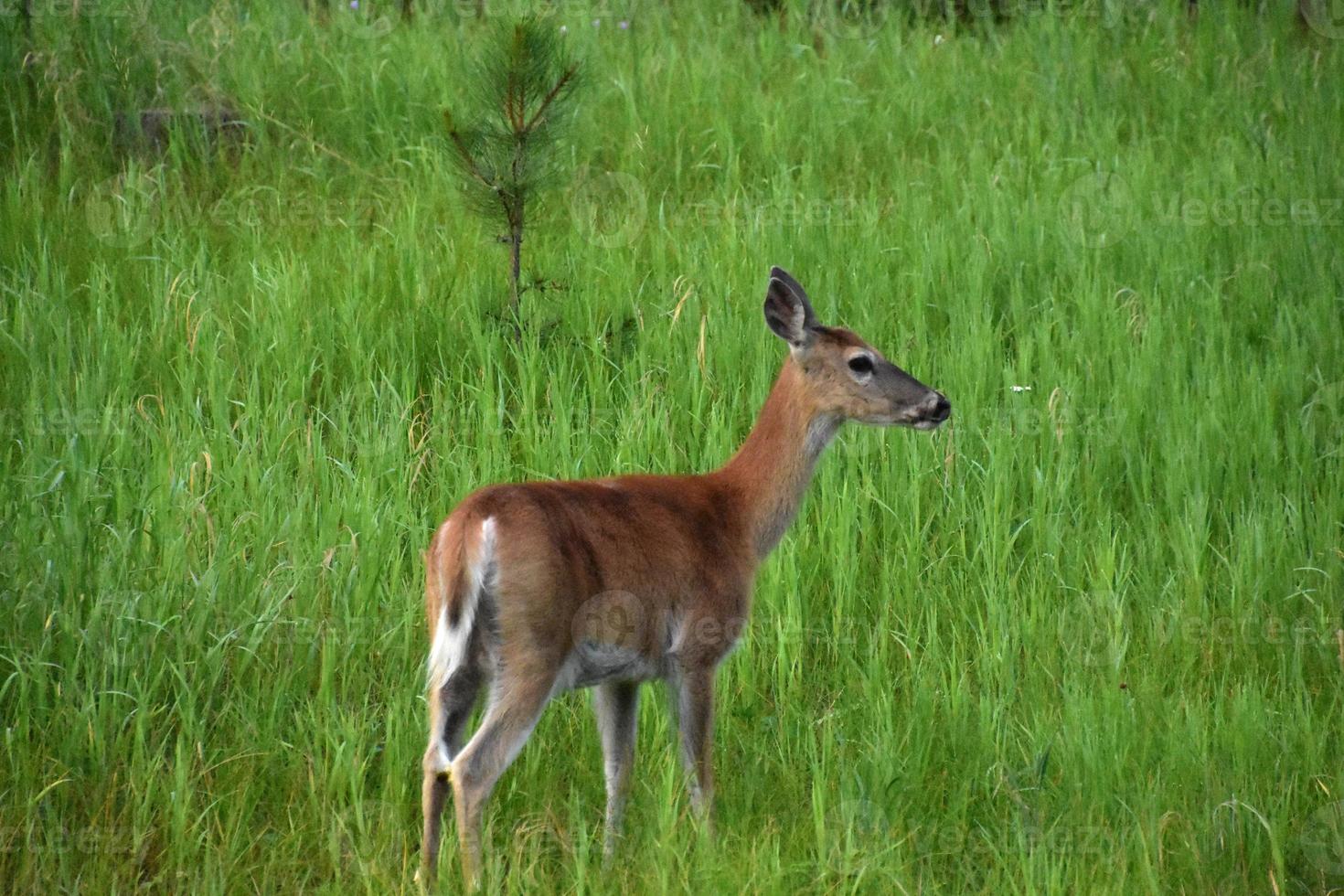cerf de Virginie femelle dans un champ photo