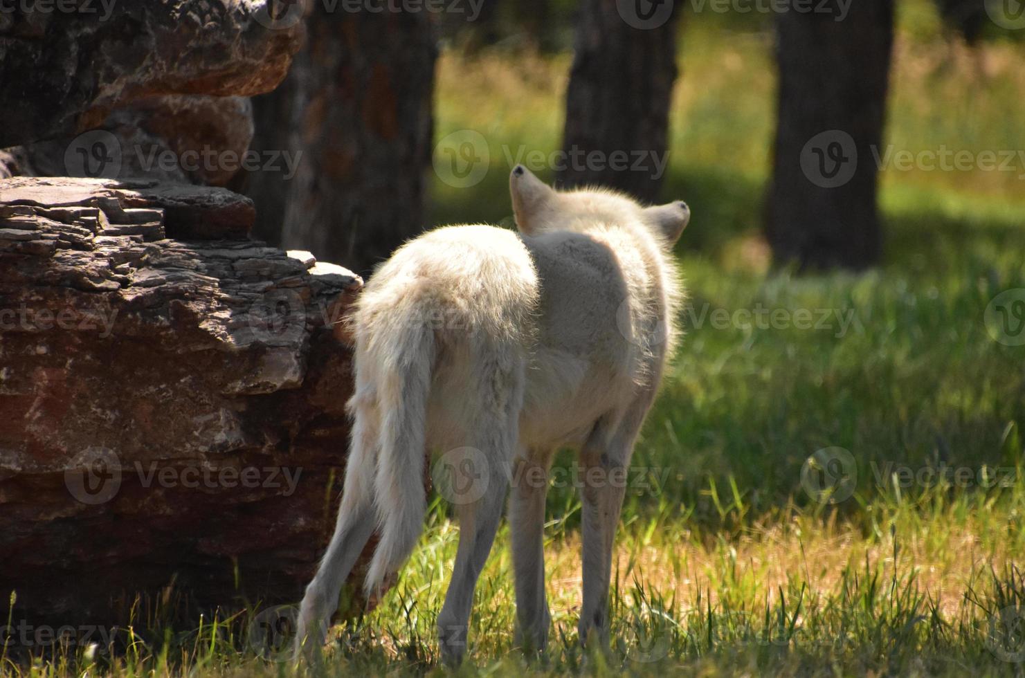 le derrière d'un loup blanc qui envisage de s'éloigner photo