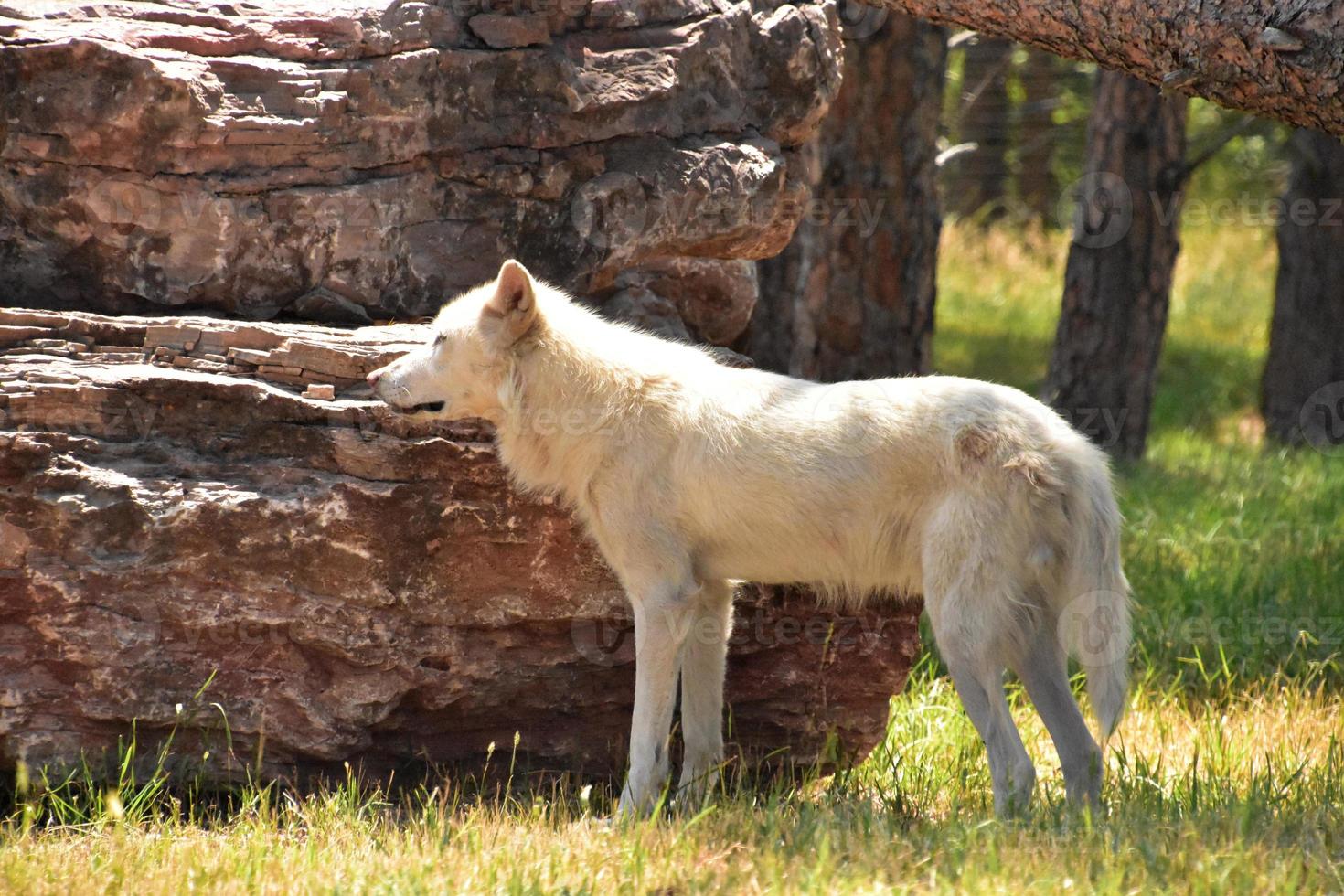 profil latéral d'un loup blanc debout photo