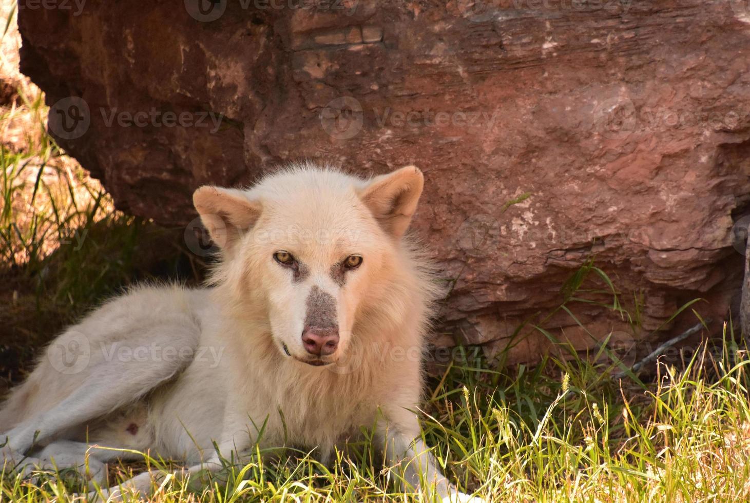 Loup des bois blanc mâle avec un nez rose photo