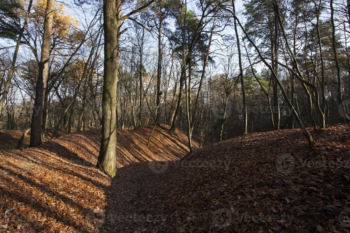 arbres en automne photo