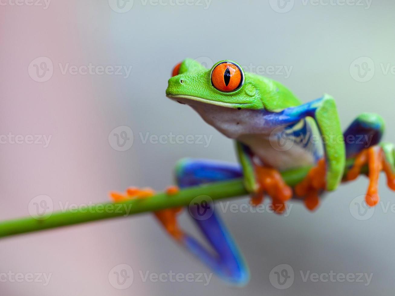 grenouille aux yeux rouges photo