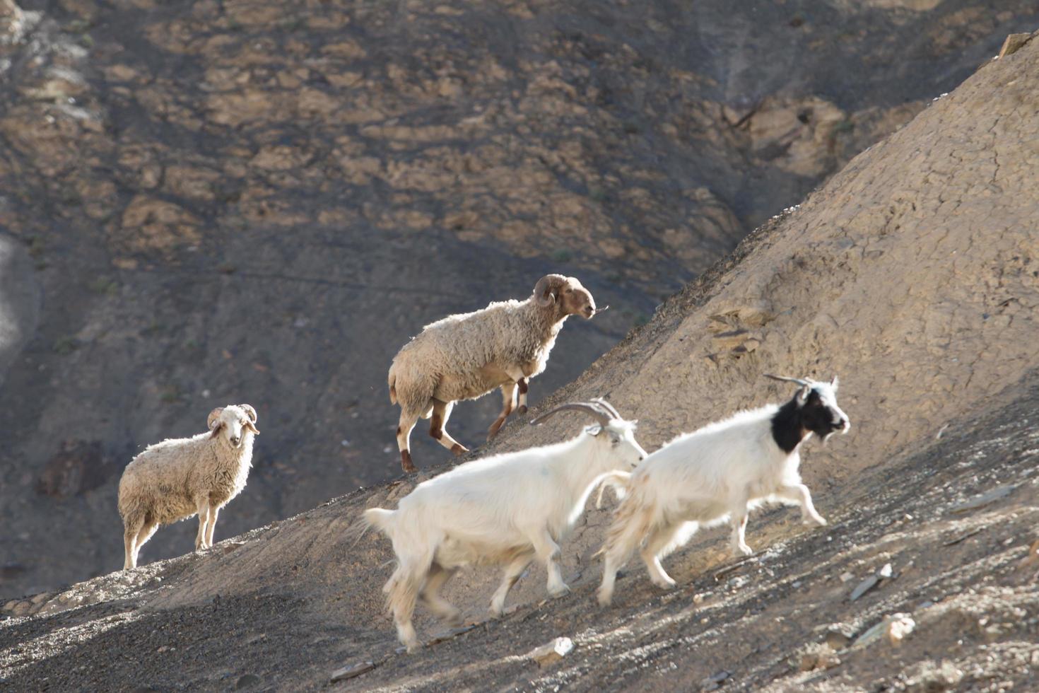 Chèvres sur le rocher à Moon Land Lamayuru Ladakh, Inde photo