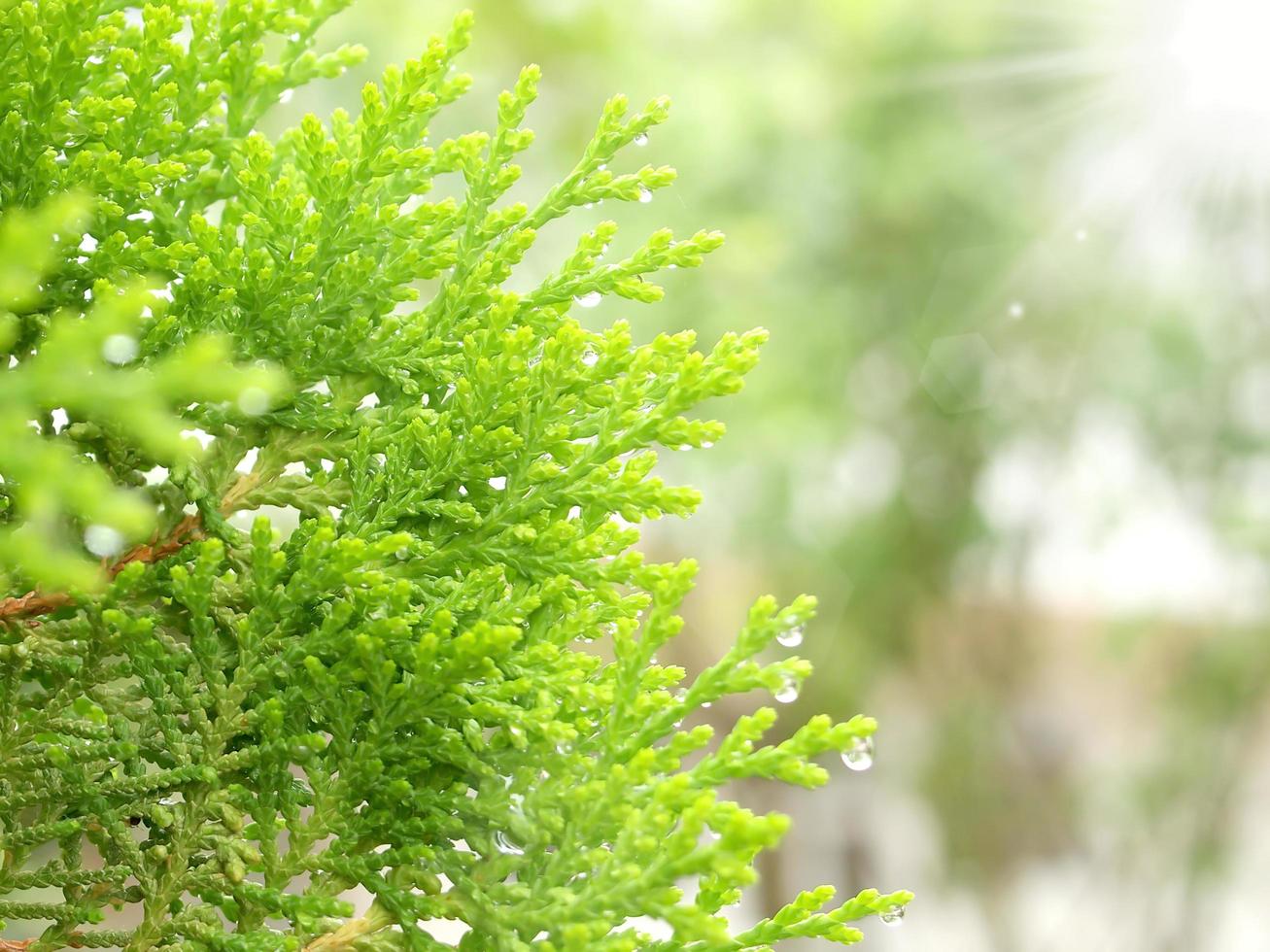 feuille verte avec des gouttes d'eau avec fond naturel photo