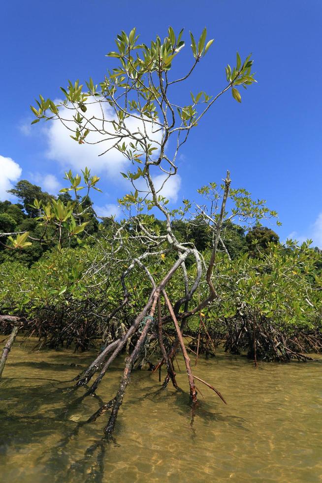 forêt de mangrove dans le lieu tropical photo