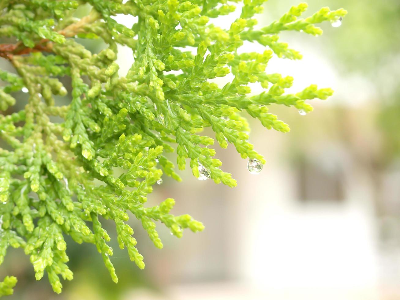 feuille verte avec des gouttes d'eau avec fond naturel photo