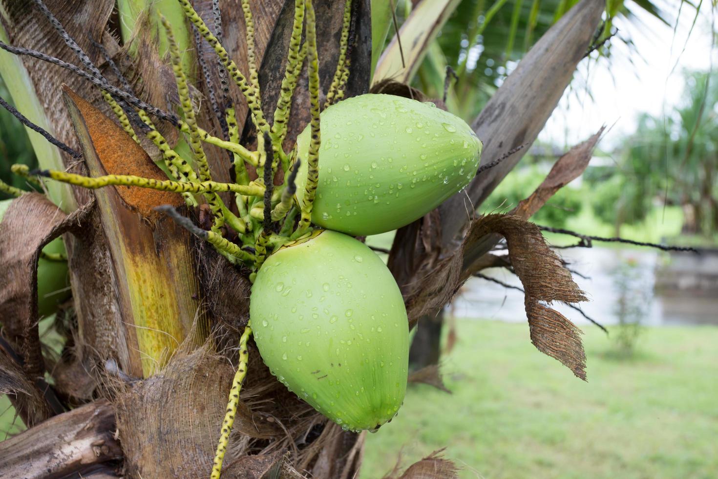 noix de coco verte à l'arbre photo