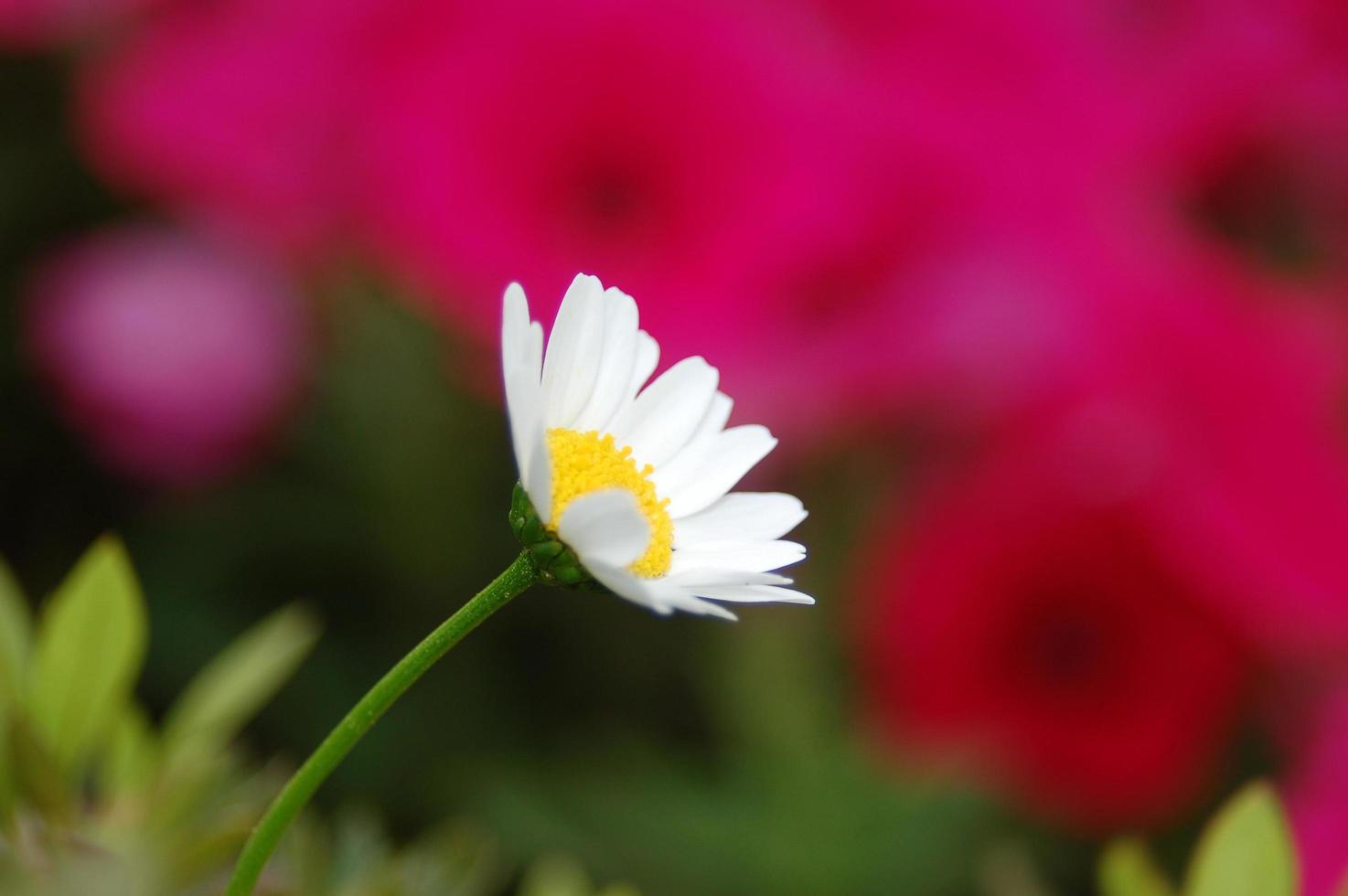 marguerite marguerite fleur sur fond rouge photo