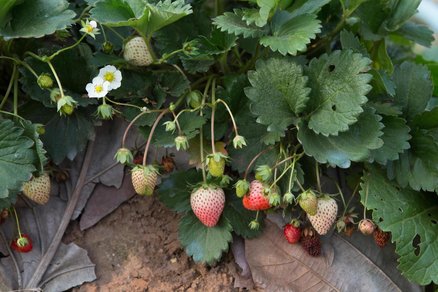 champ de fraises ou fraisier photo