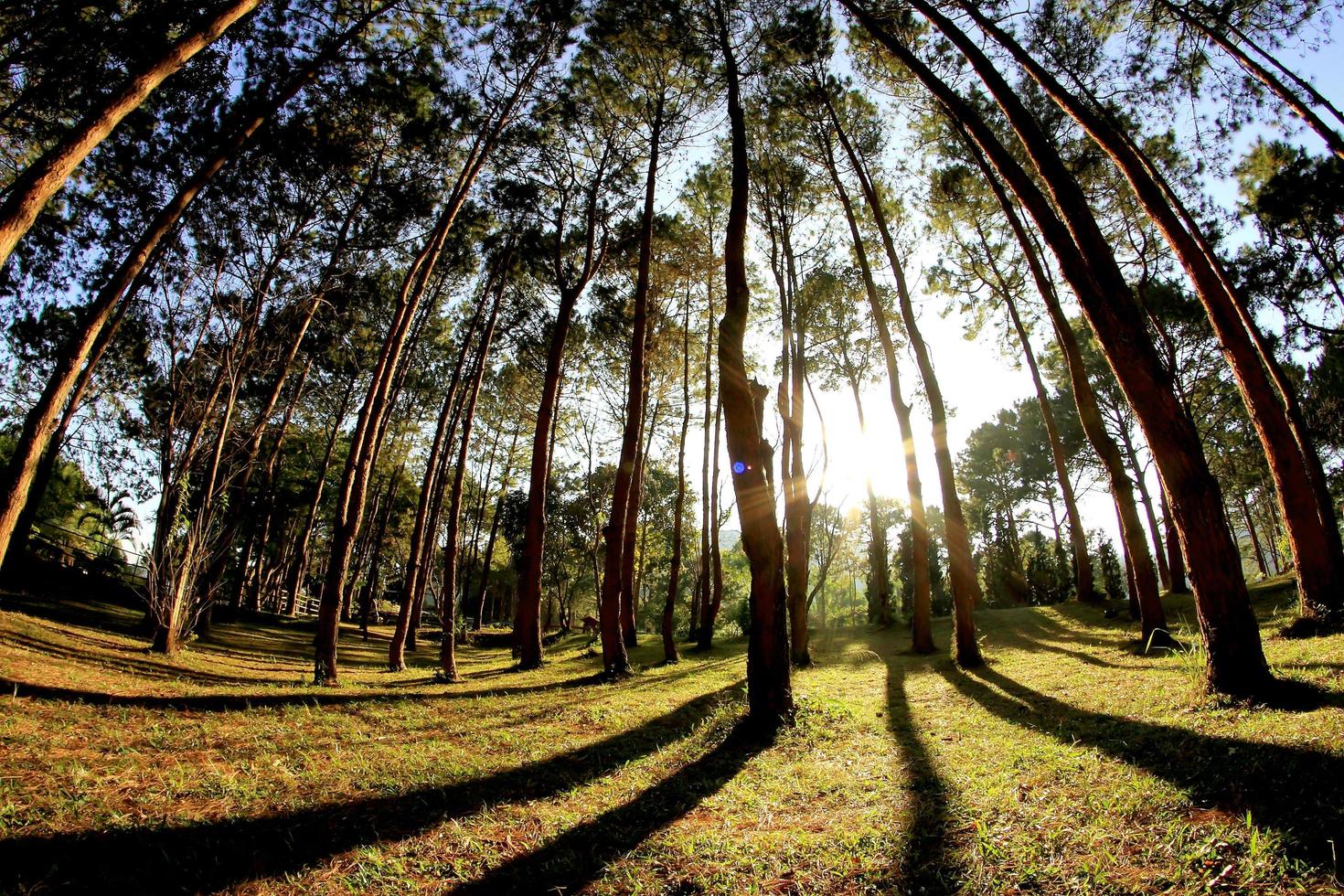 beau coucher de soleil dans la forêt brumeuse photo