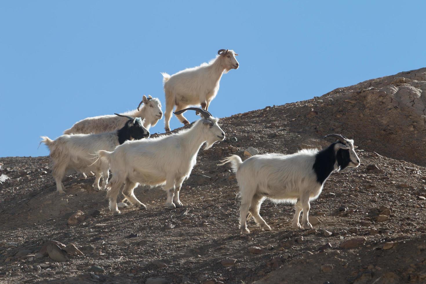 Chèvres sur le rocher à Moon Land Lamayuru Ladakh, Inde photo