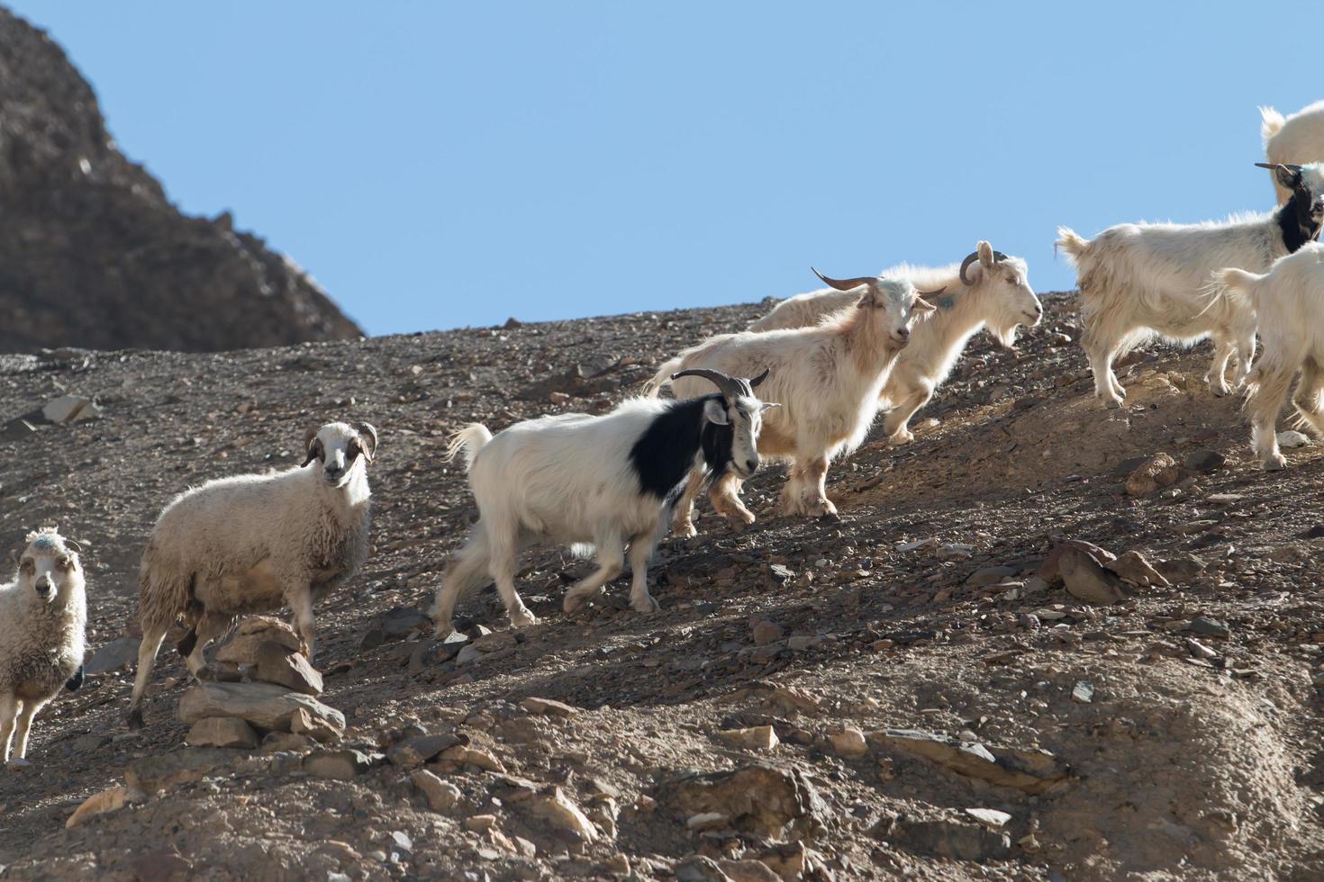 Chèvres sur le rocher à Moon Land Lamayuru Ladakh, Inde photo