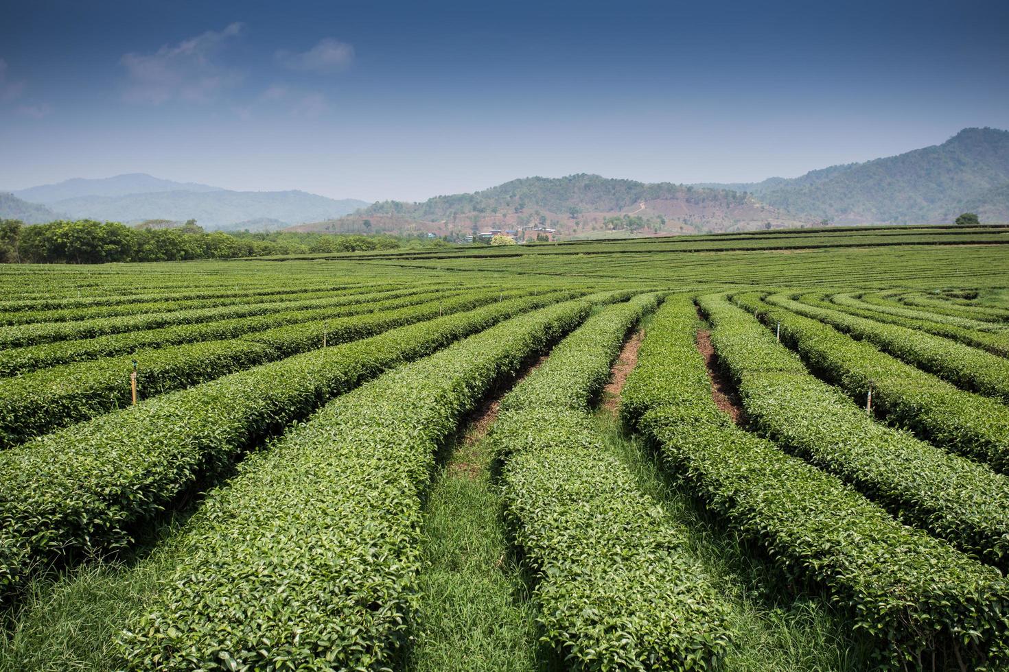 paysage de plantation de thé photo