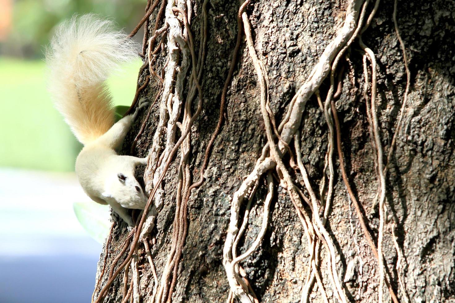 écureuil albinos se nourrissant de l'arbre. photo