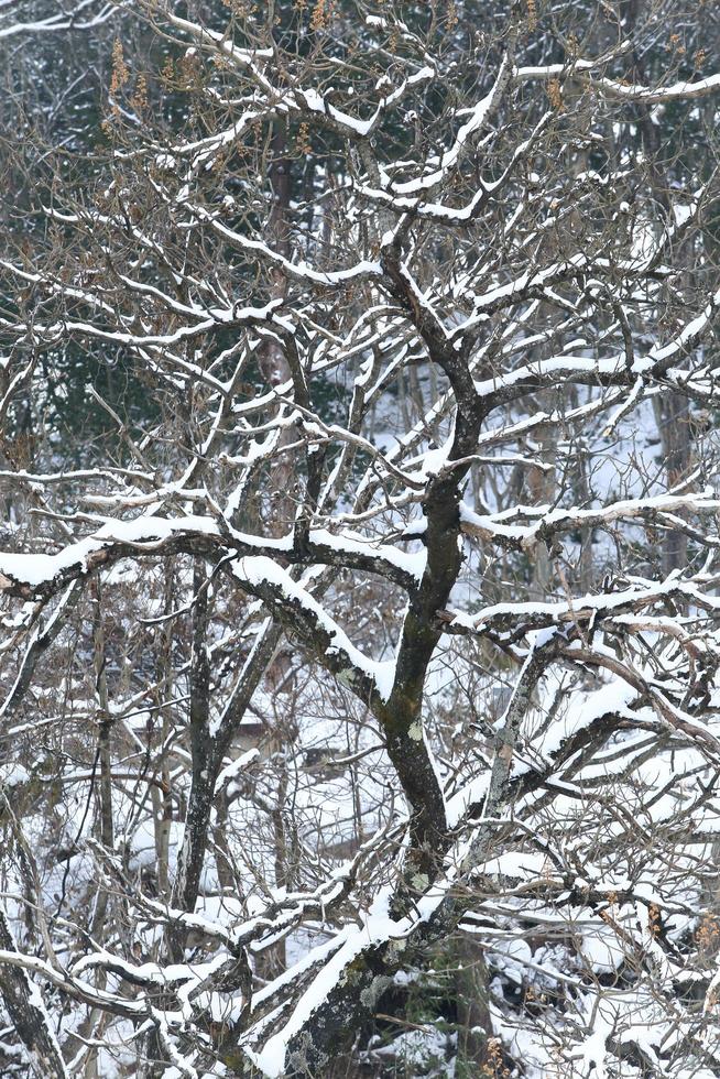 chutes de neige dans le parc d'hiver photo