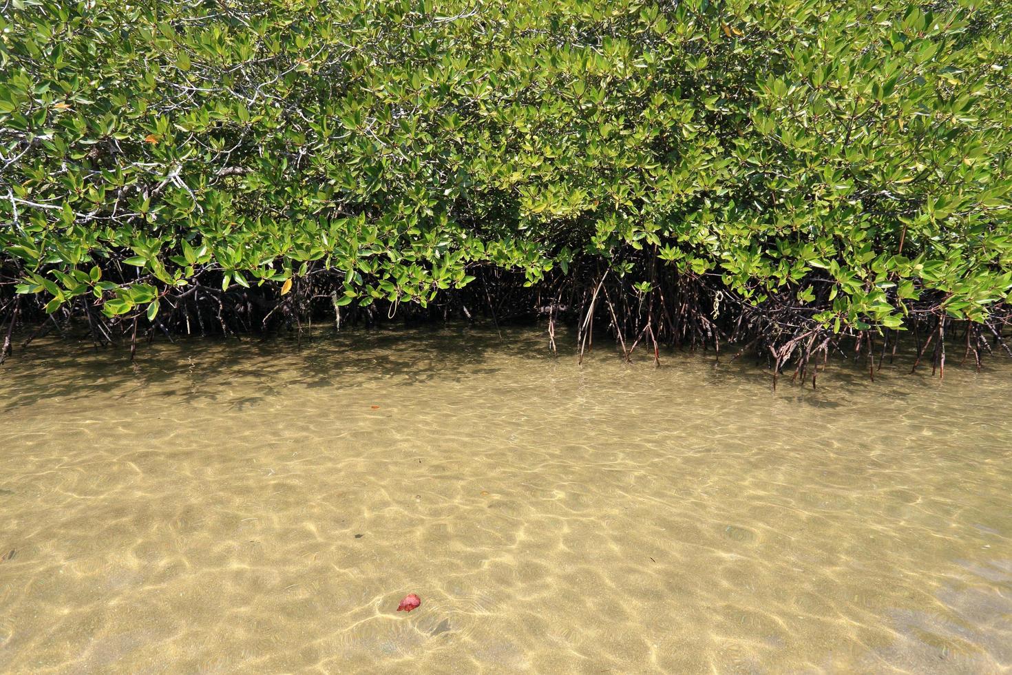 forêt de mangrove dans le lieu tropical photo