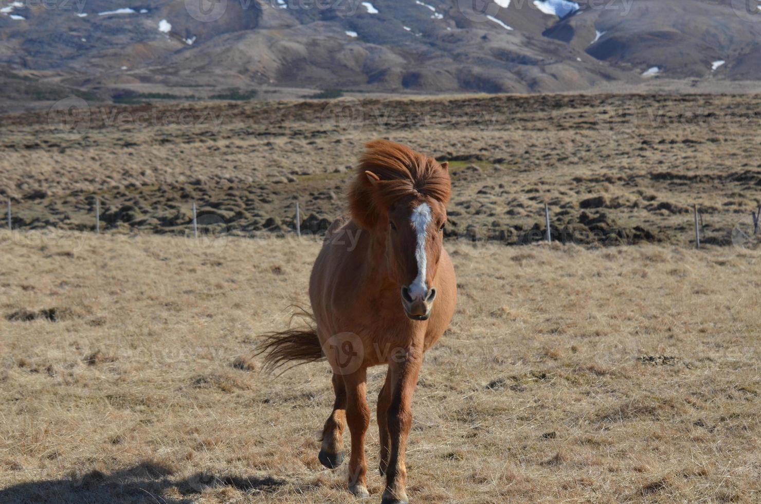 cheval alezan galopant en islande photo