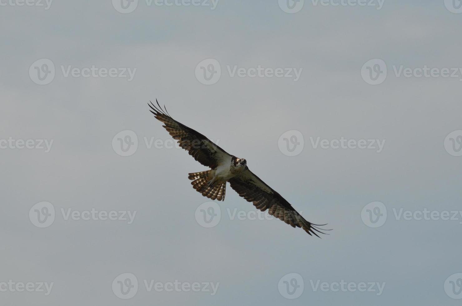 ailes déployées d'un balbuzard pêcheur photo