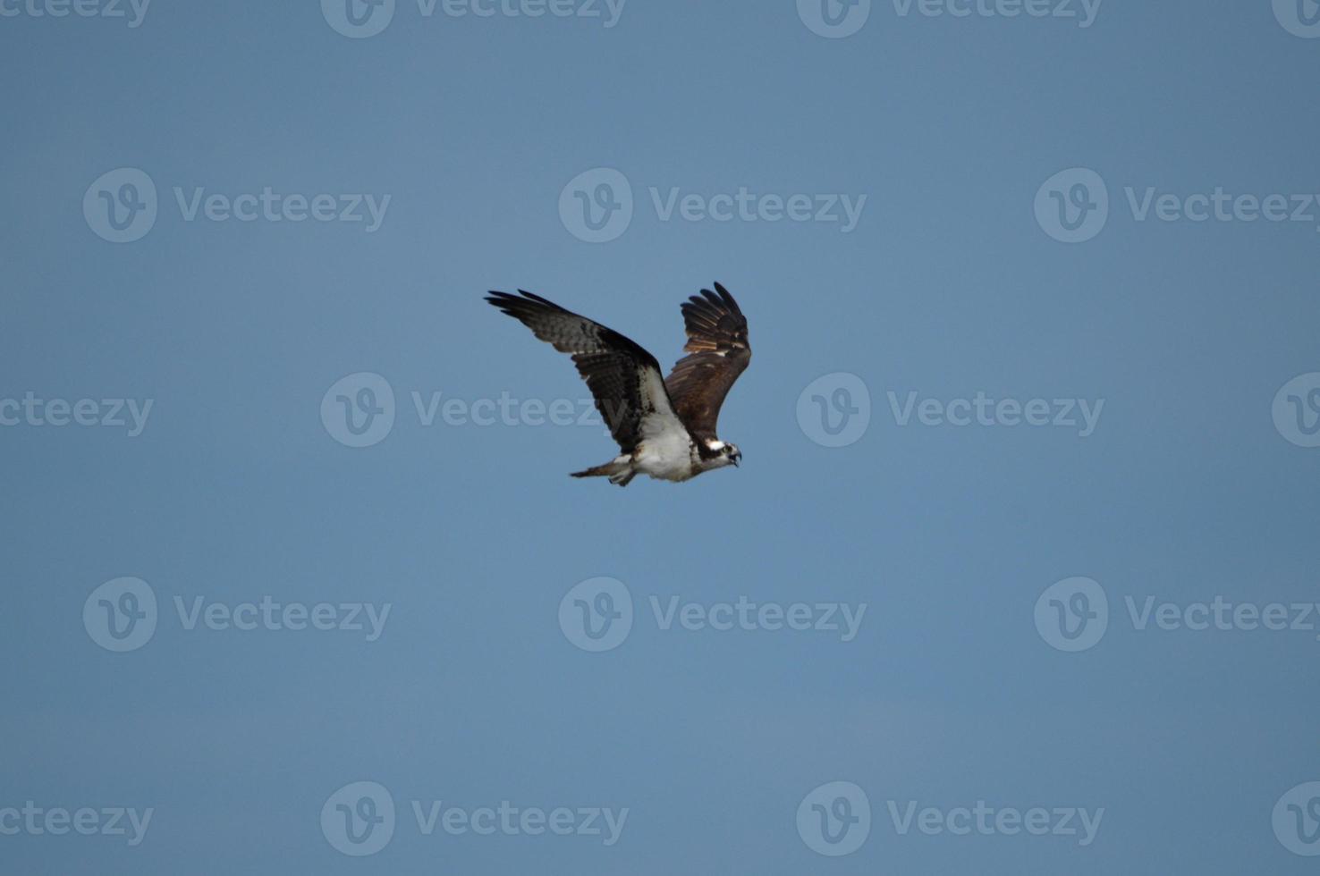 balbuzard pêcheur avec un ciel bleu en vol photo
