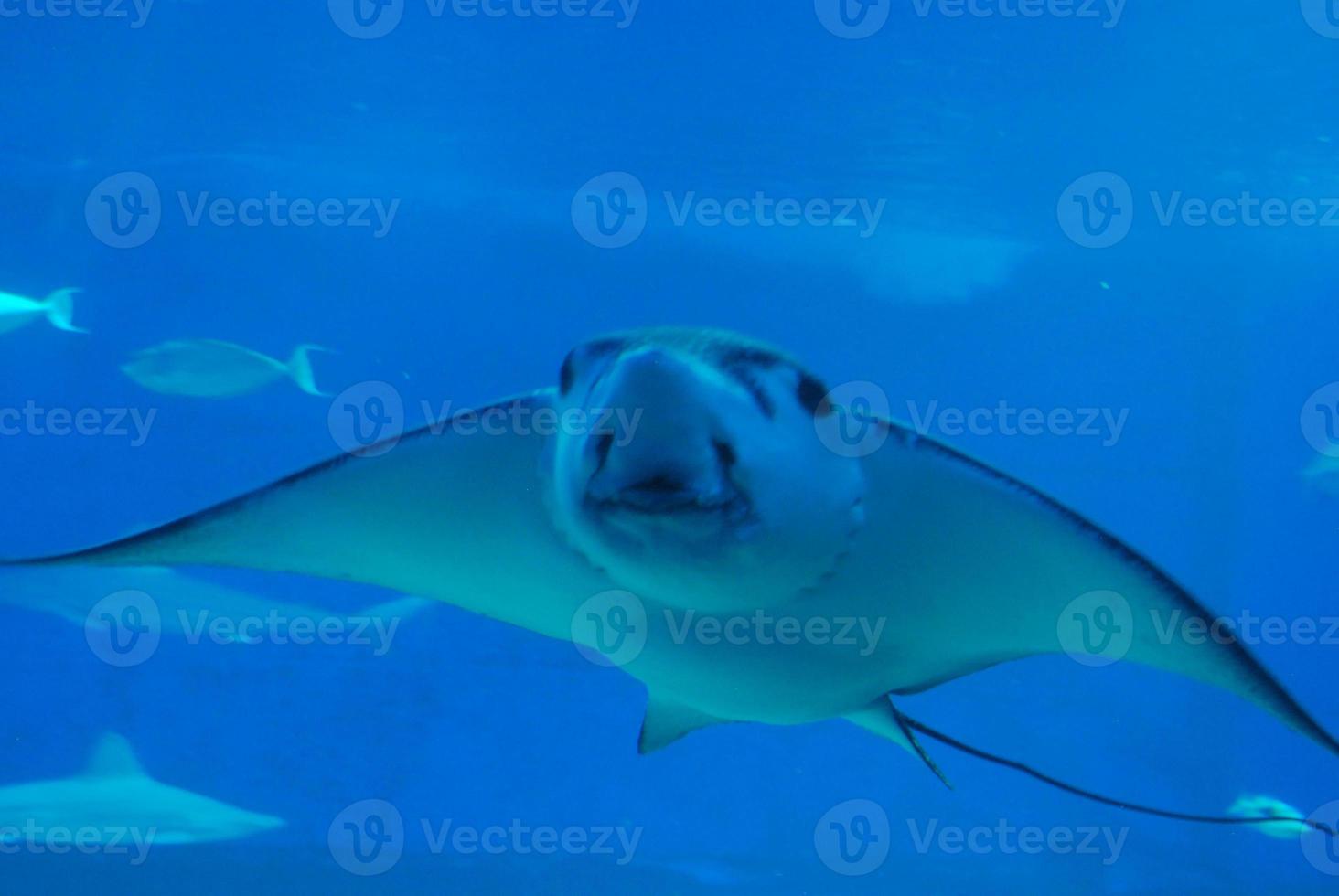 rayon incroyable nageant dans la mer d'un bleu profond photo