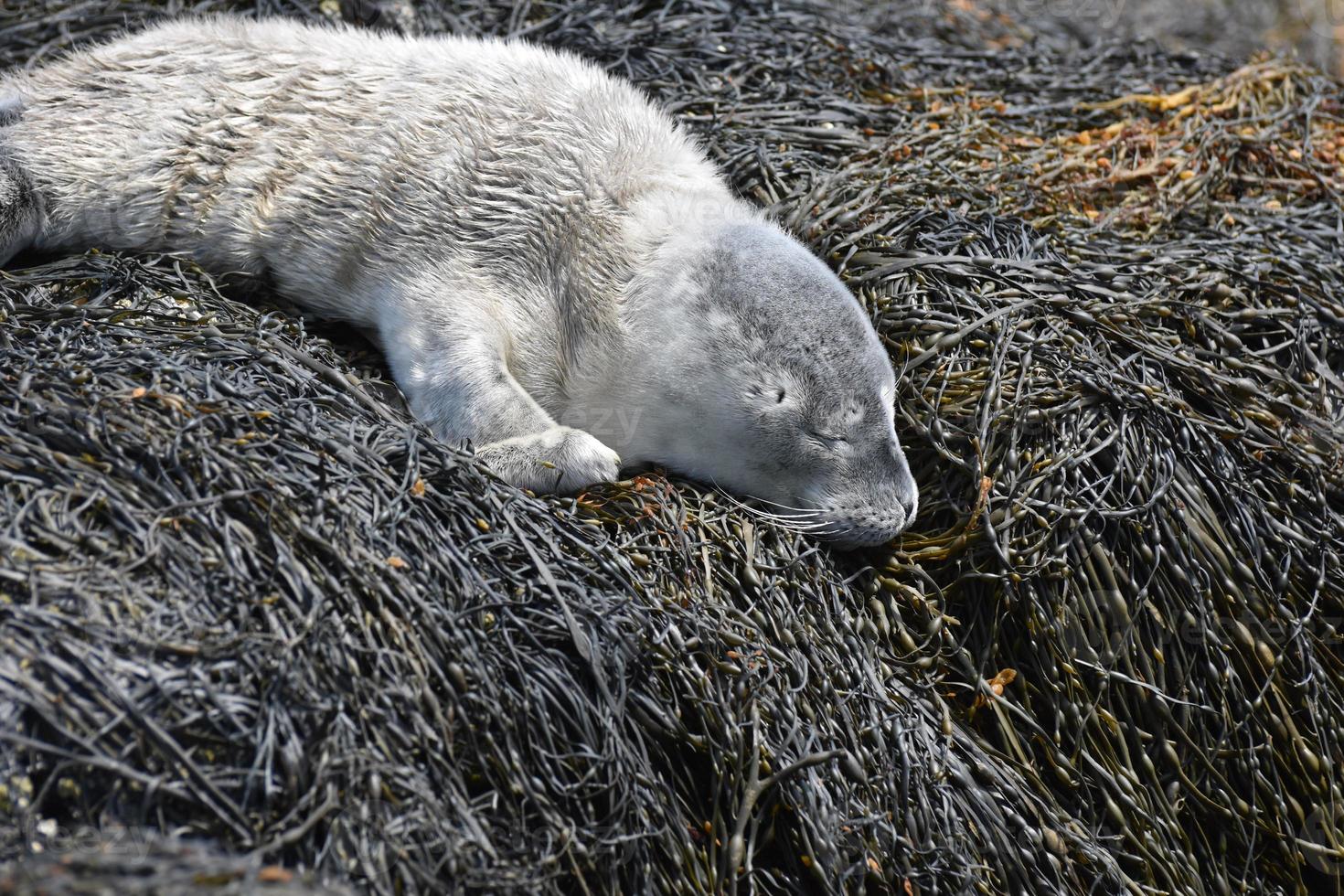 Précieux bébé phoque endormi sur les algues dans le Maine photo