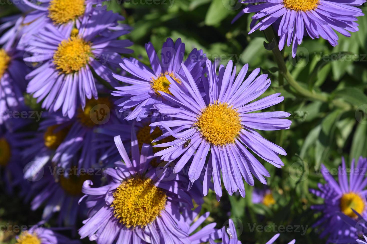 belle abondance de fleurs d'aster dans la nature photo