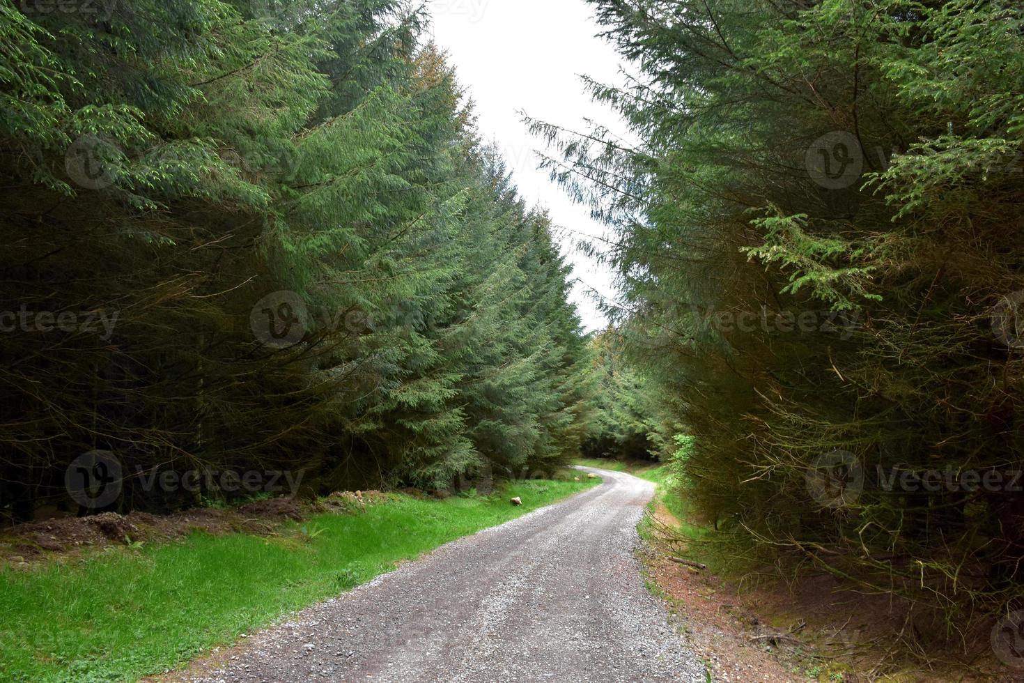 Chemin de terre sinueux à travers une forêt boisée photo