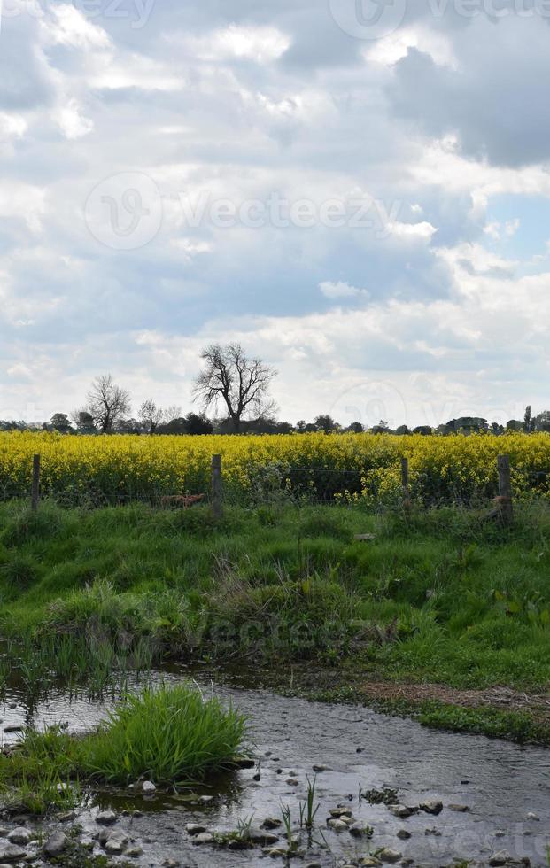 jolie vue sur un champ de colza en fleurs photo