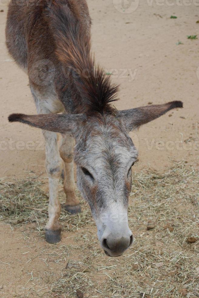 âne sauvage au visage doux à aruba photo